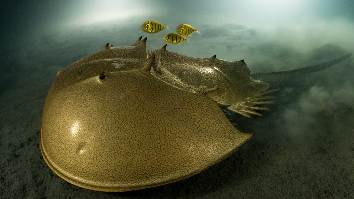 'Hauntingly beautiful' image of a golden horseshoe crab 4CJFBASeChp6Ag7SkpaQXi-1200-80