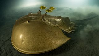 A tri-spine horseshoe crab crawls across the seabed accompanied by a trio of golden trevallies.