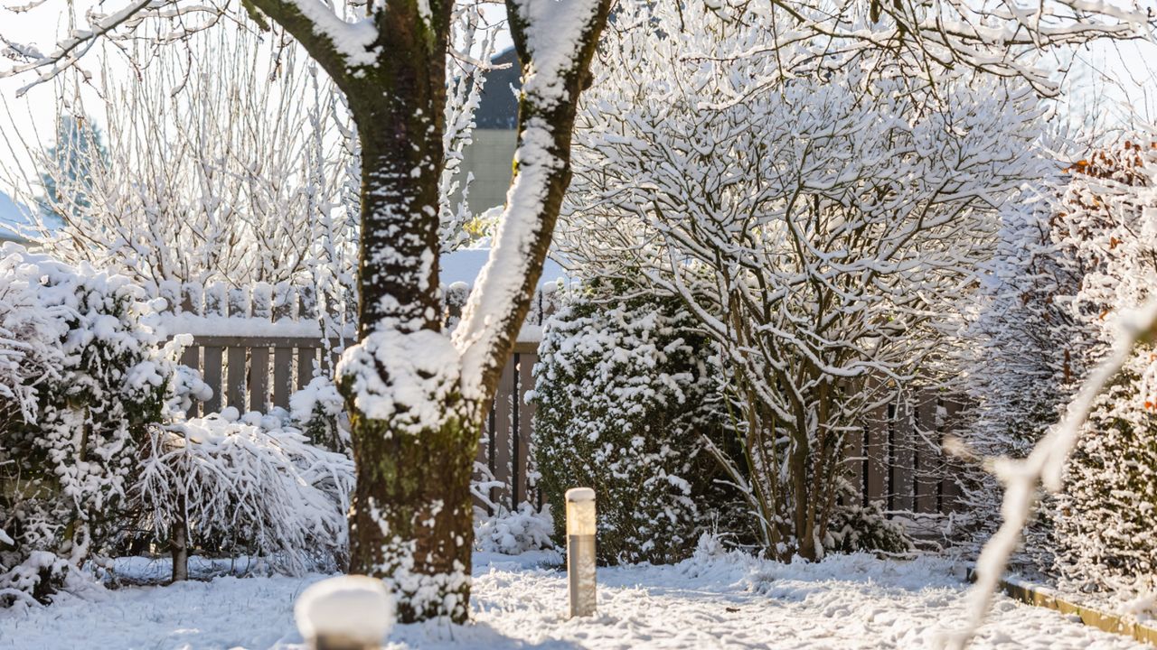 Snow-covered garden