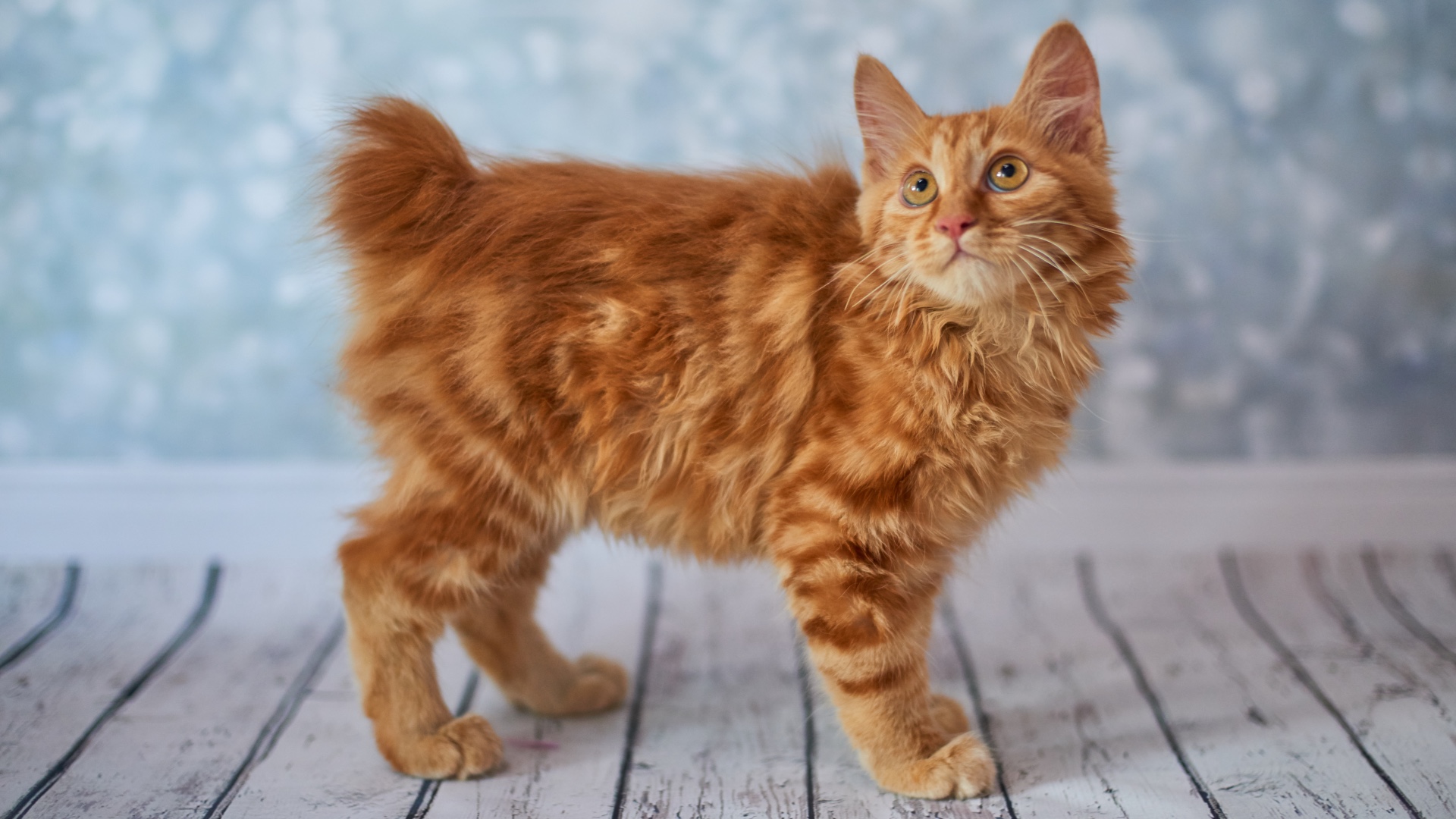 American Bobtail