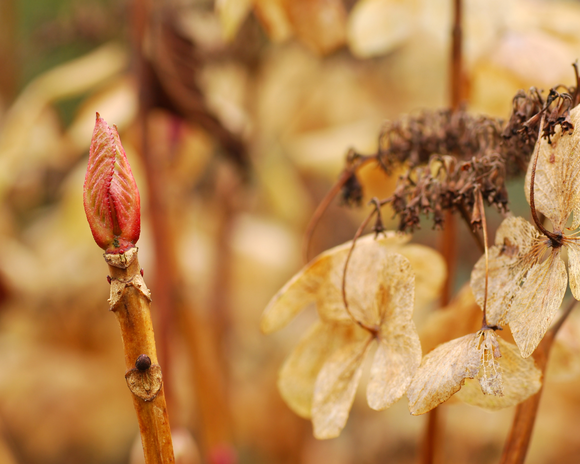 hydrangea bud