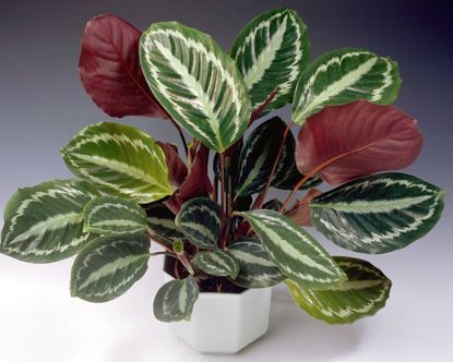 7 High-Maintenance Houseplants To Avoid Or Embrace | Gardening Know How