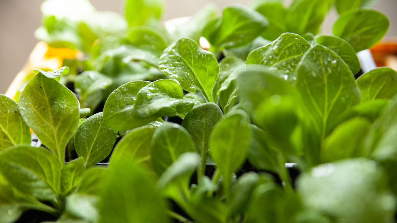 Spinach seedlings growing in pots