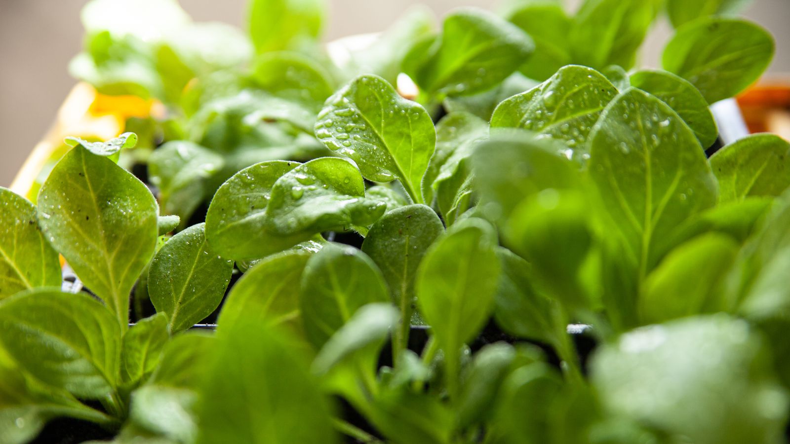 How to grow spinach in a pot and it couldn't be easier Ideal Home