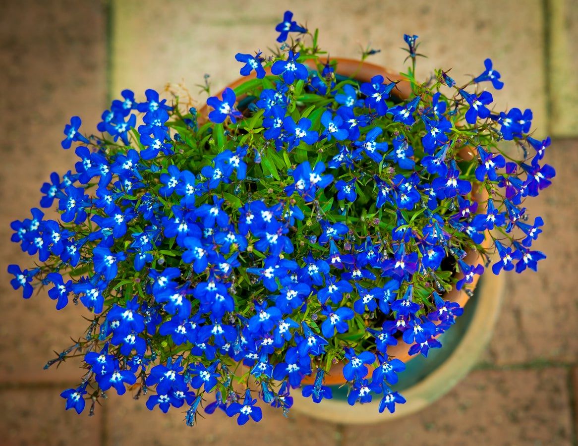 potted lobelia