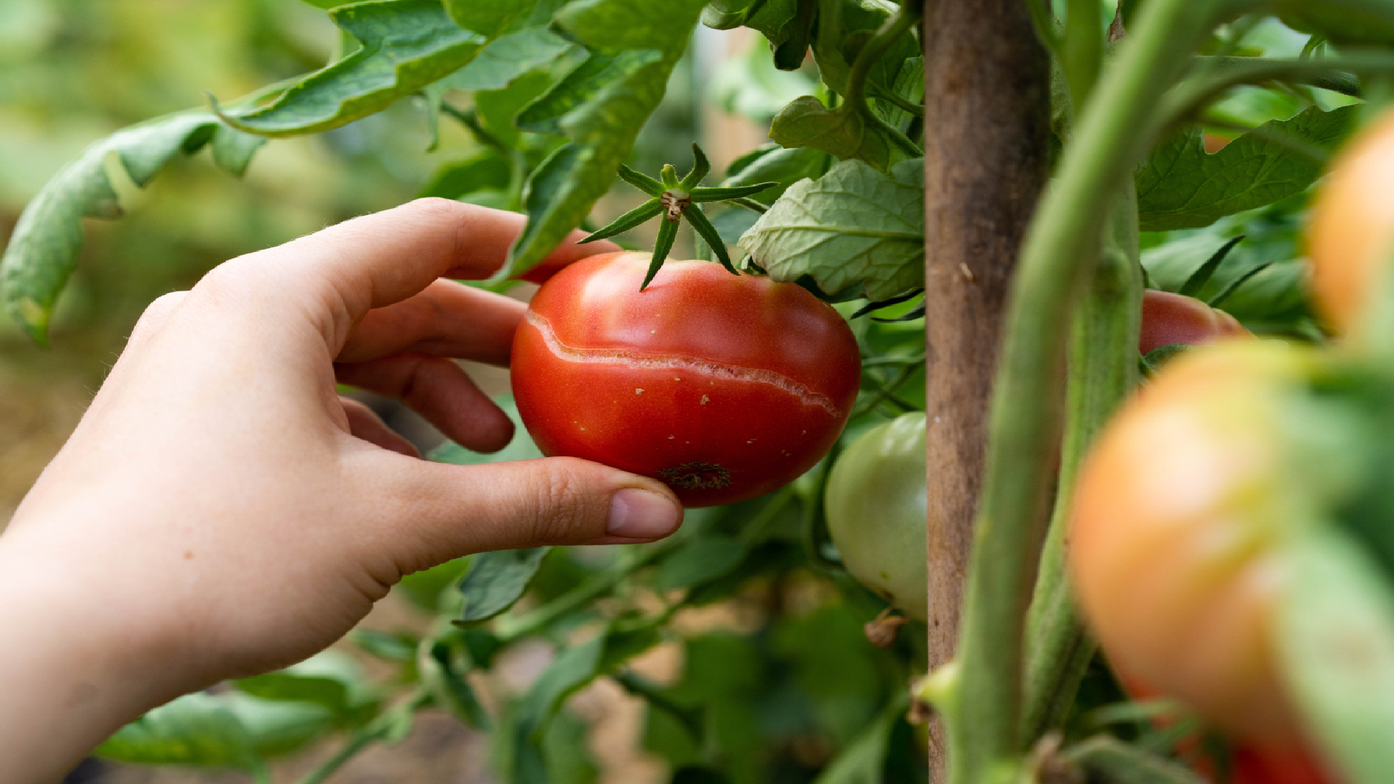 Hand reaching for split tomato 