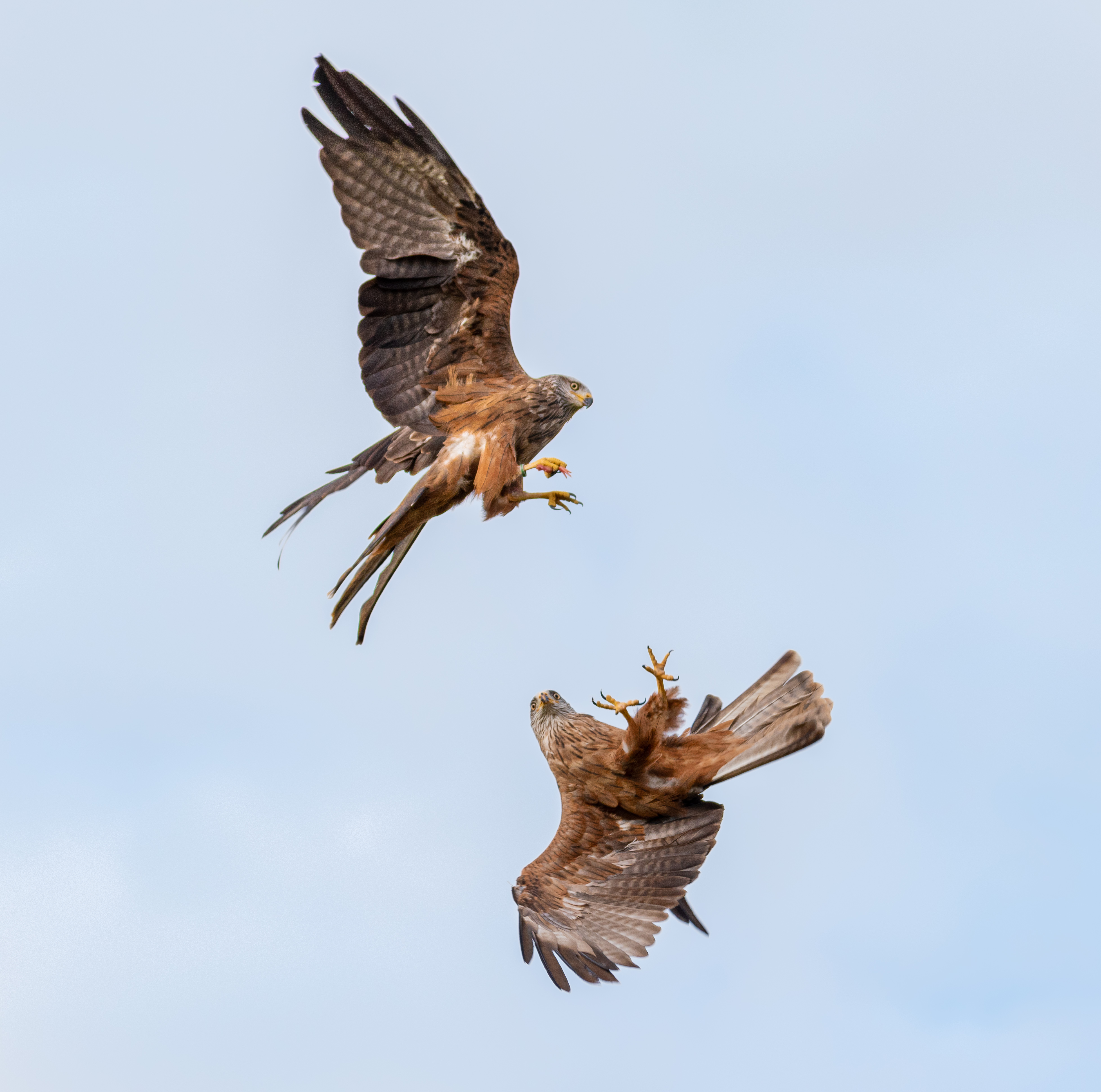 Two red kites in the air