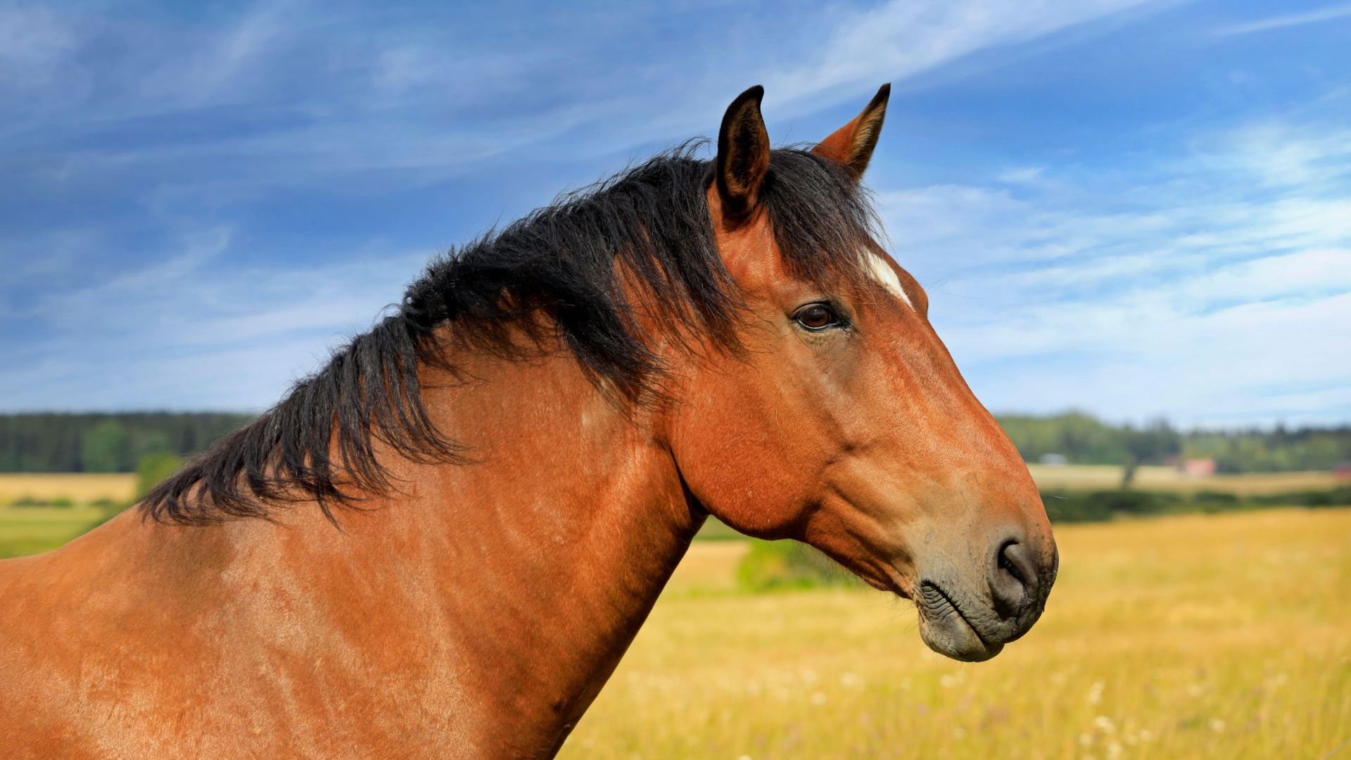 bay horse head