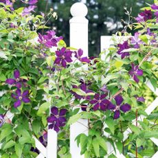 Clambering plant violet clematis on a wrought-iron fence in the garden.