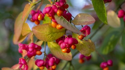 Pink and orange fruits of the spindle tree seen in a sunny garden in the fall