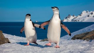A pair of chinstrap penguins walking on ice