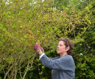 A woman pruning fprsythia as soon as it has shed its blossom in late spring