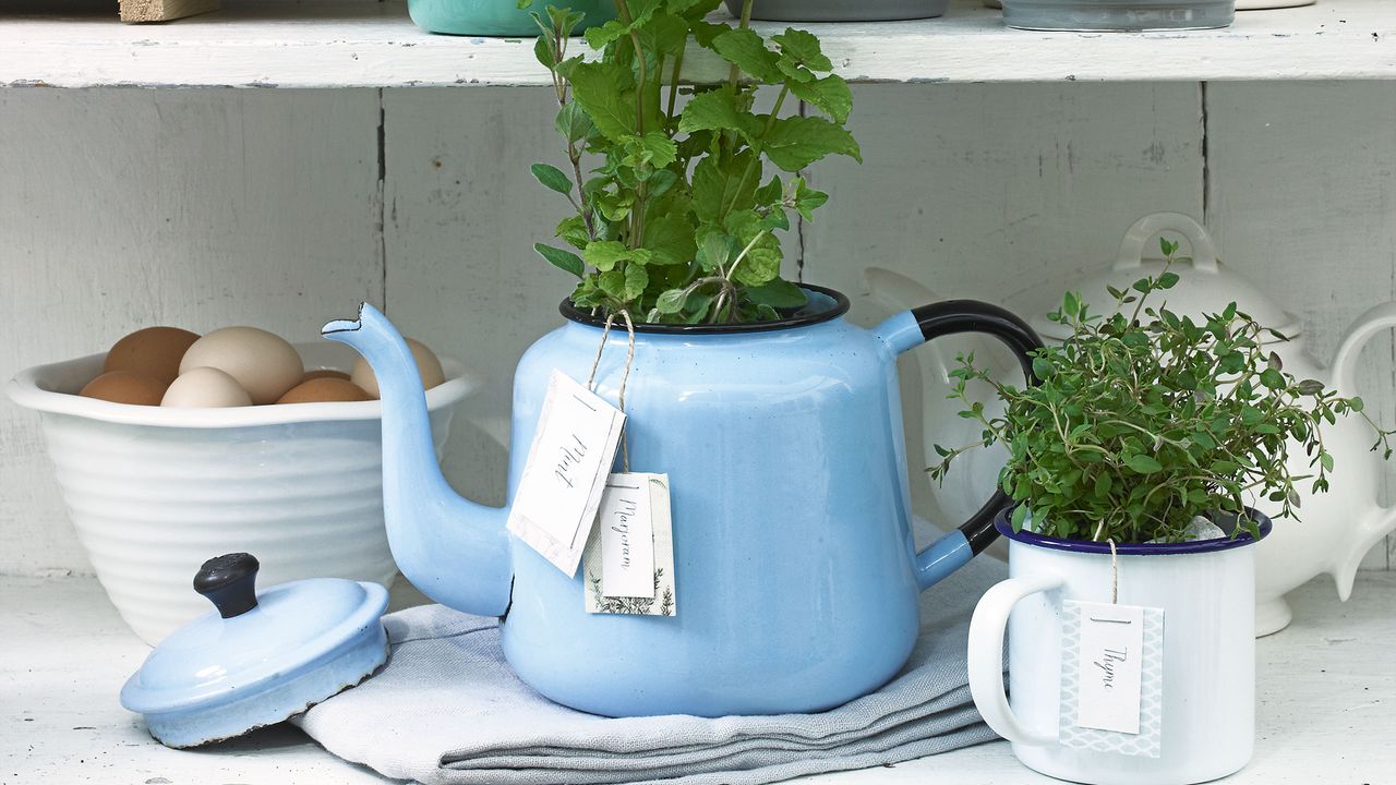 Herbs planted in blue teapot