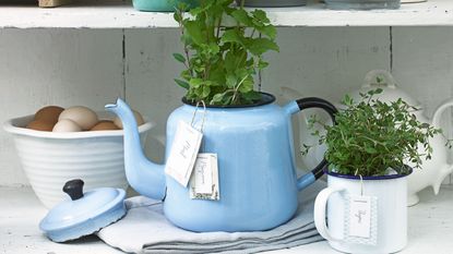 Herbs planted in blue teapot