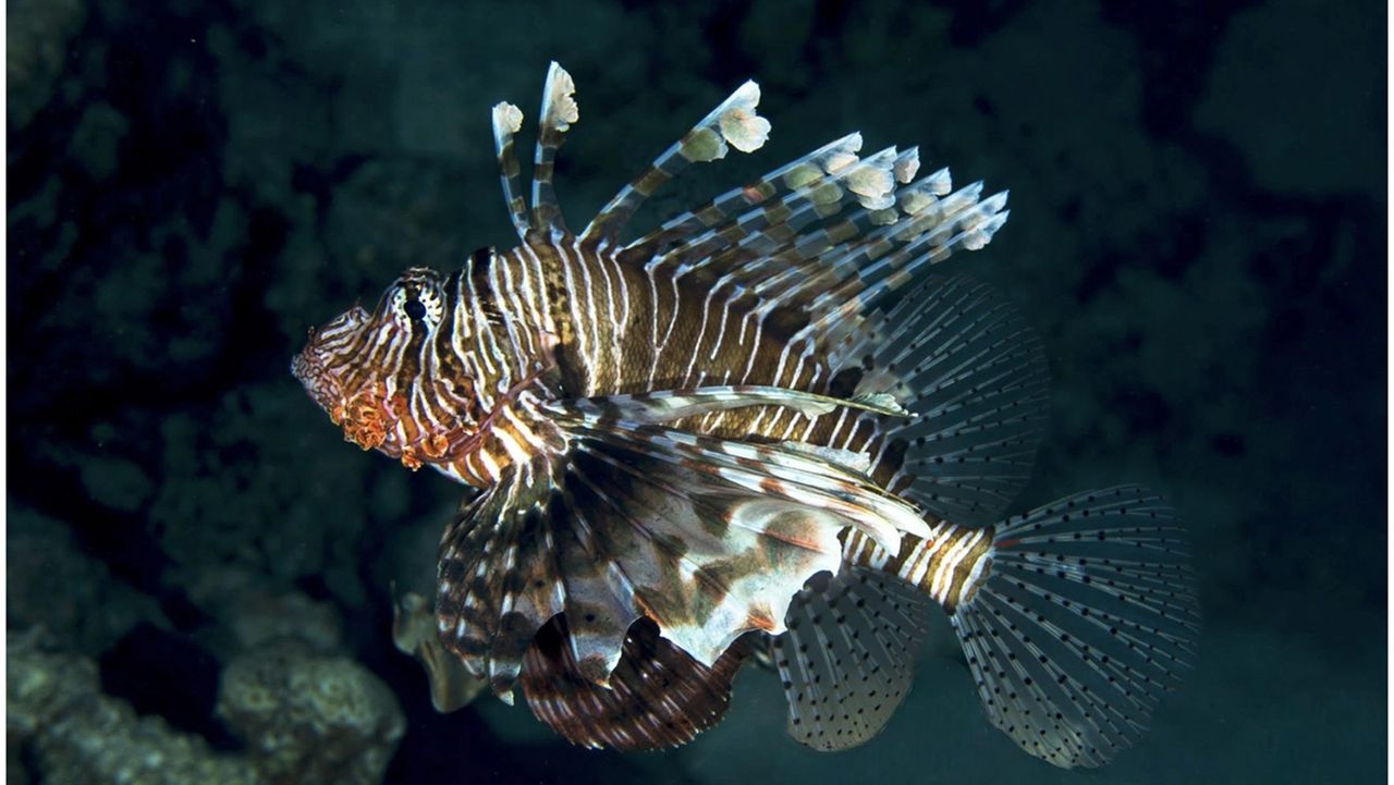 Sunken WWII hospital ship colonized by devil firefish and rare monk seals