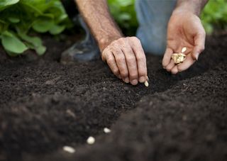 a man's hands planting seeds in the mud