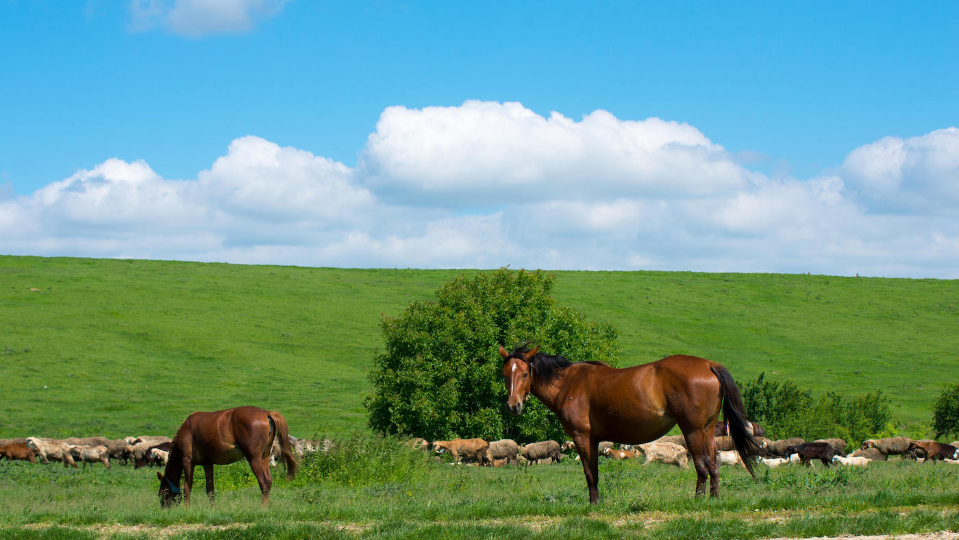 Horses sheep and goats grazing together