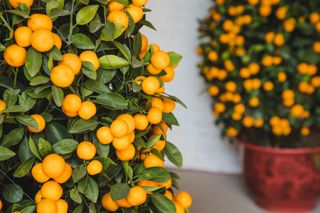 Two kumquat trees in pots