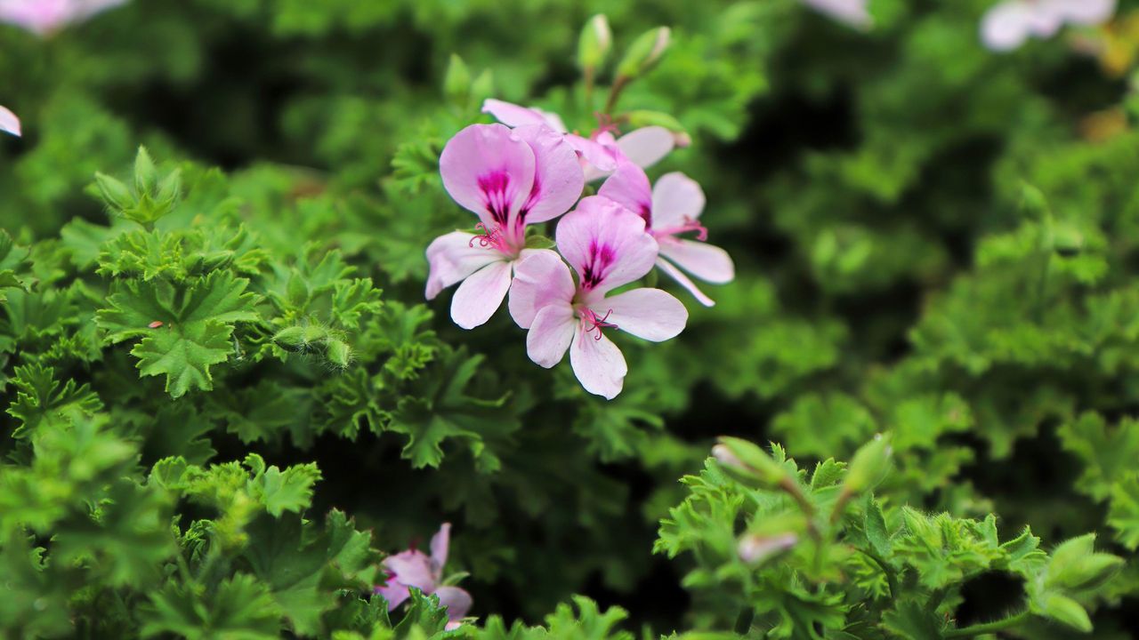 citronella leaves