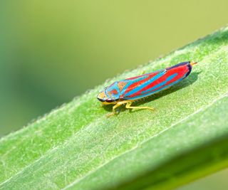 A red and blue leafhopper on a leaf