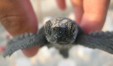 baby-turtle-02