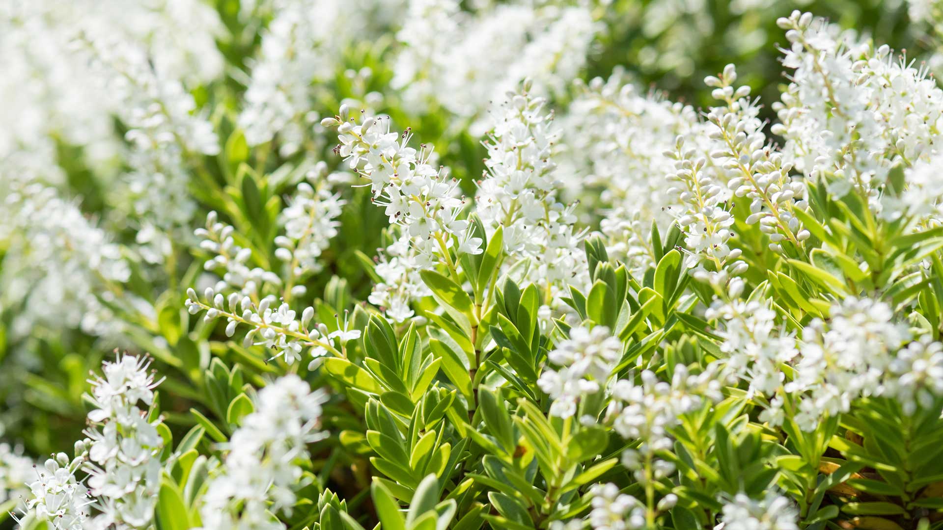 Hebe rakaiensis with white flowers