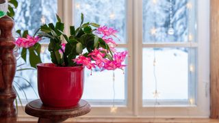 Christmas cactus on windowsill showing snow scene