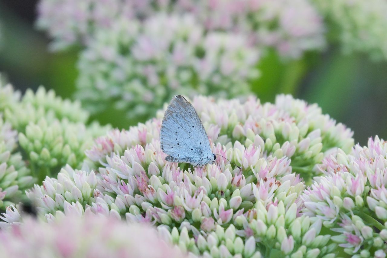 A photo taken on a Sony RX10 V bridge camera