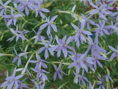 Star-Shaped Blue Amsonia Plants