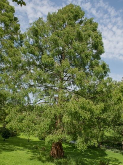 Tall Full Green Tree