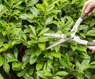Cutting a laurel hedge with garden shears