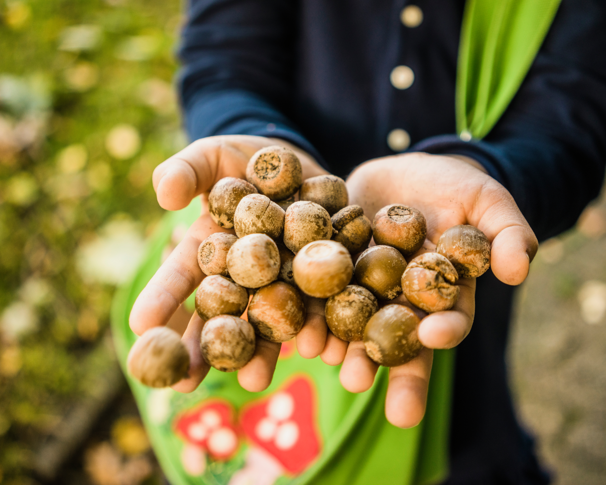 Girl collecting acorns in forest in the fall