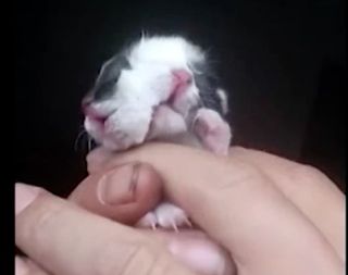 This Janus kitten was born in China with two faces.
