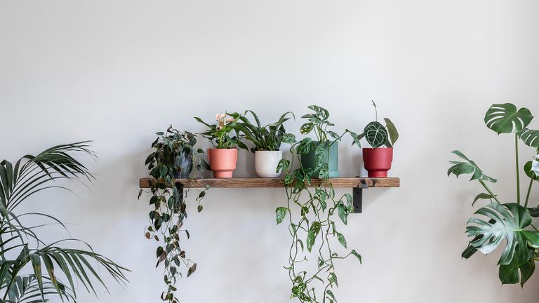 shelf of houseplants in a neutral room