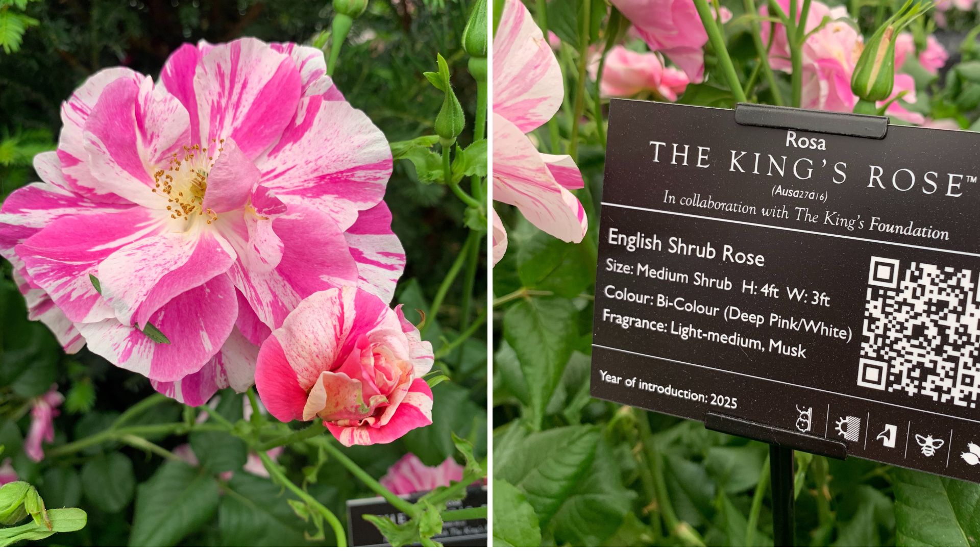 The king's rose Chelsea Flower show 2025