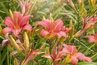 Hemerocallis fulva, the orange day-lily, tawny daylily, corn lily, tiger daylily, fulvous daylily or ditch lily flowers