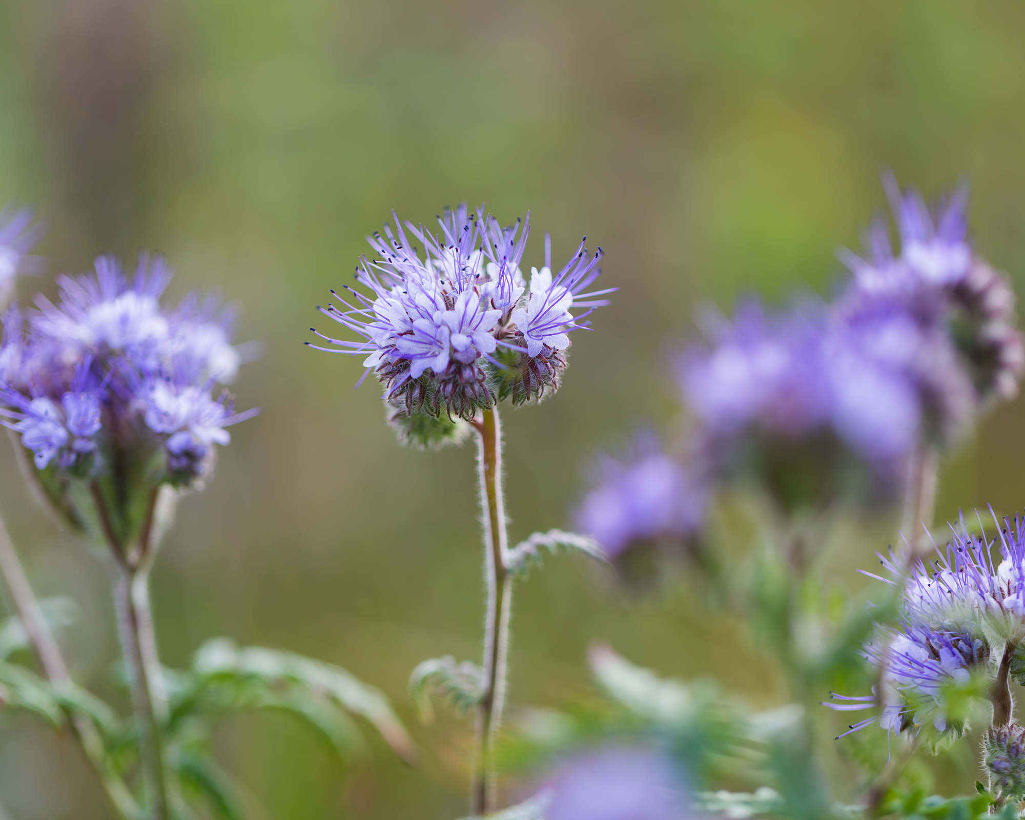 Lacy phacelia flowers growing in garden