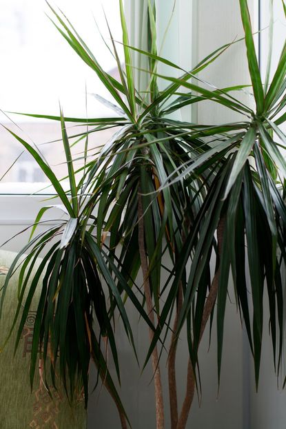 Indoor Dracaena Plant