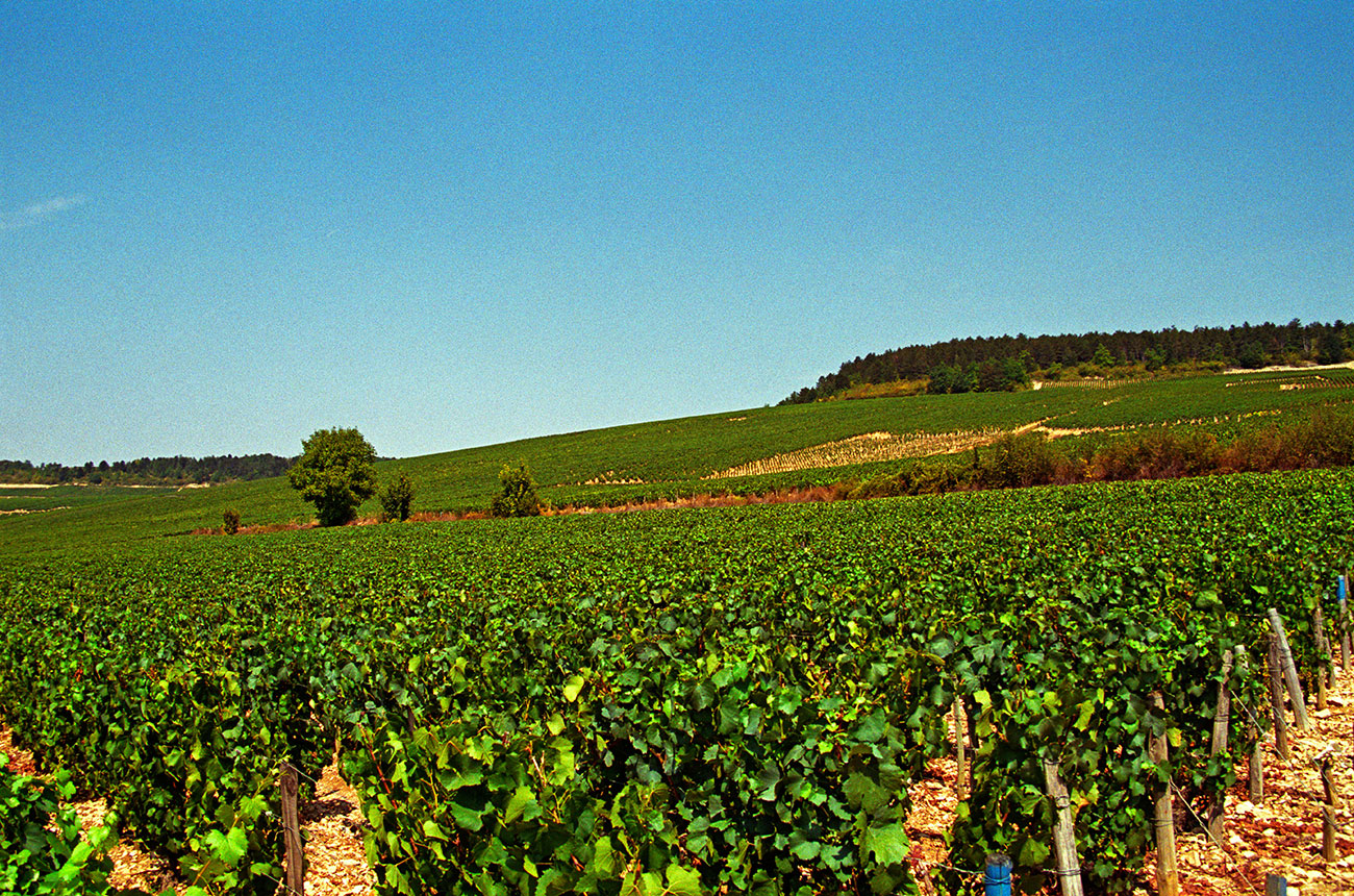 A40H48-Per-Karlsson-BKWine.com-Alamy-Stock-Photo-Les-Clos-and-Valmur-Chablis-Grands-Crus.jpg