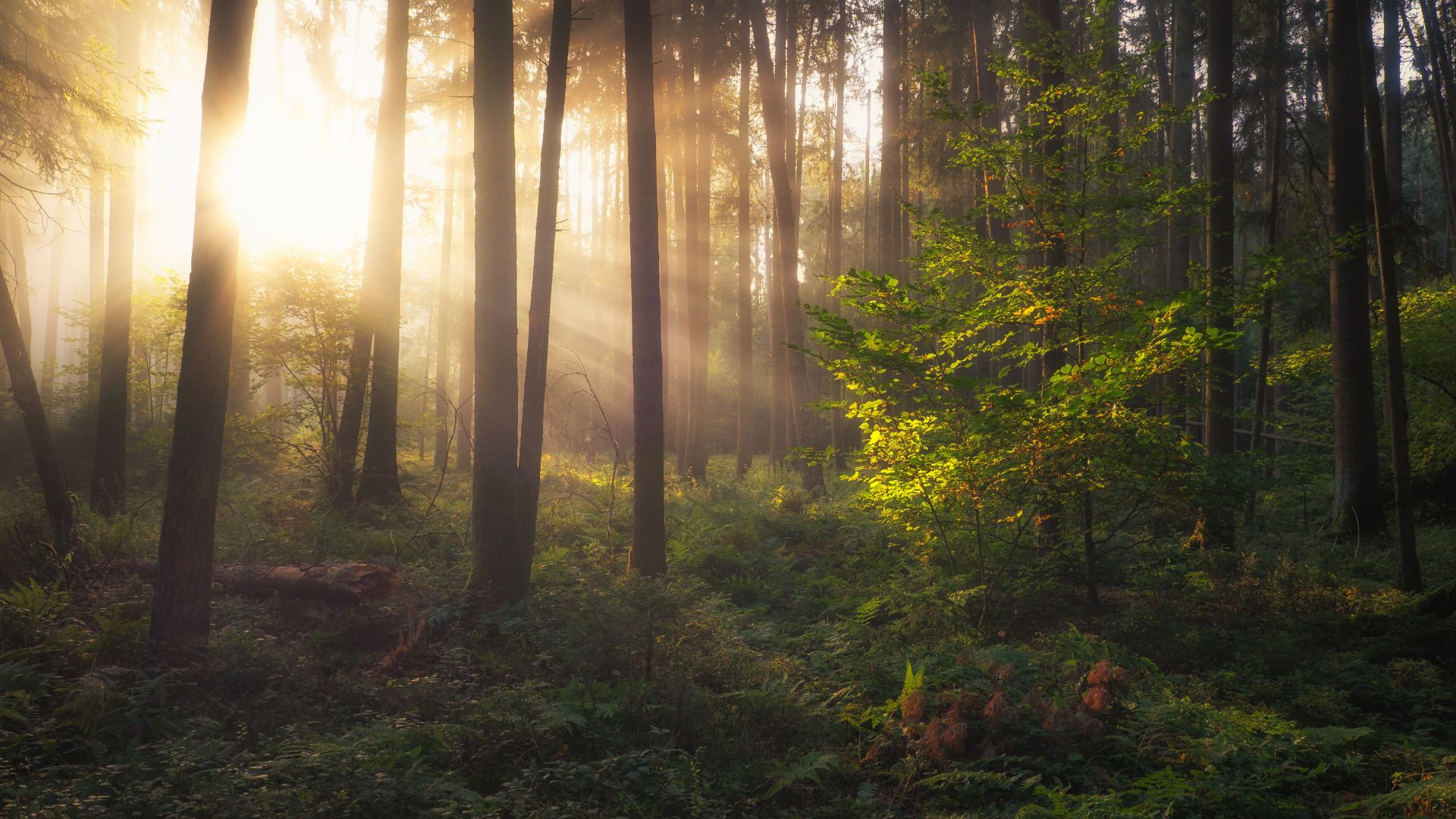 woodland in dappled light