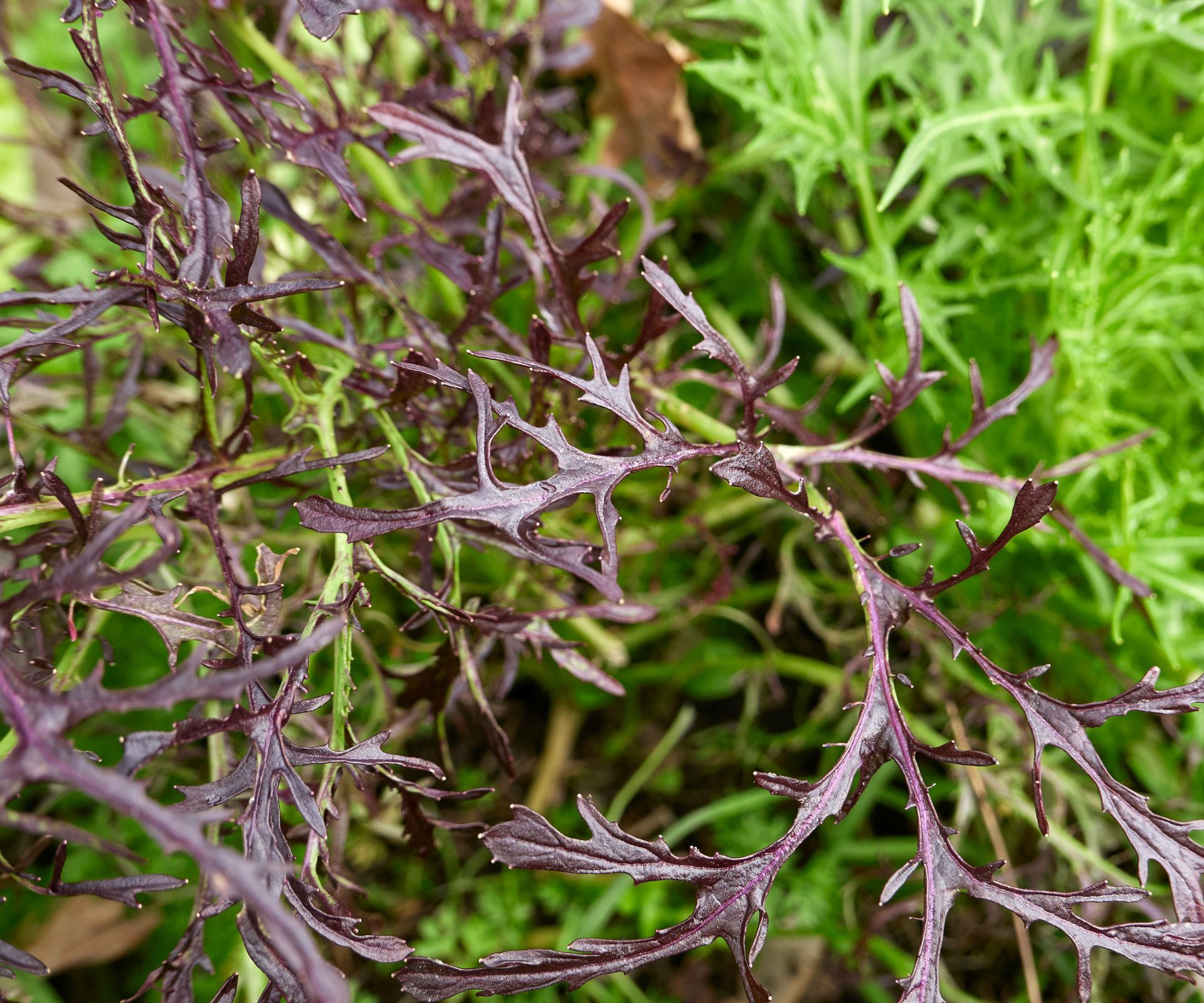 red and green mizuna plants