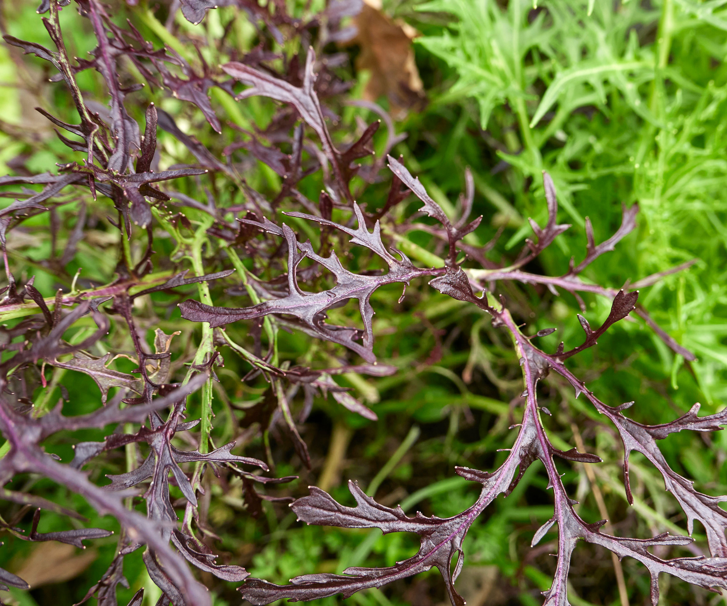 red and green mizuna plants