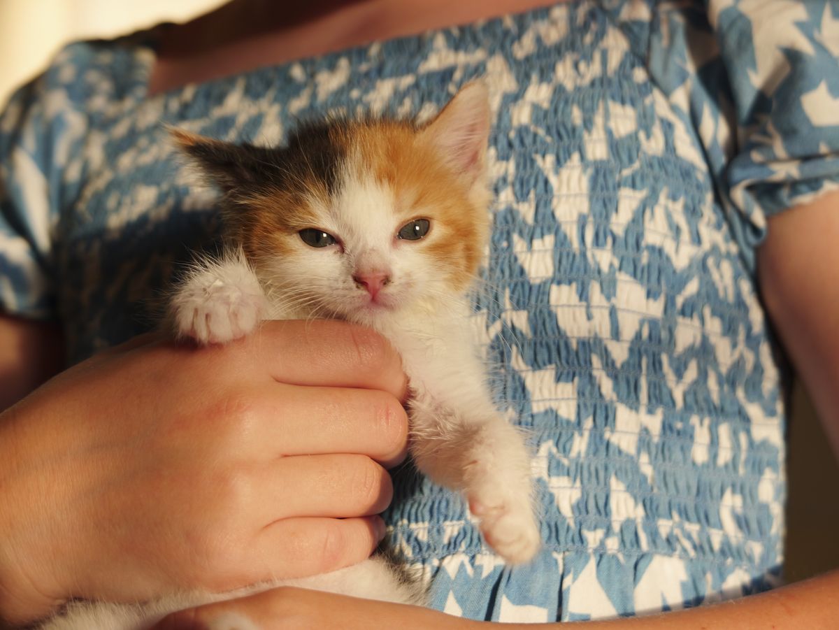 Sample image taken with the Panasonic Lumix L10; tiny cute kitten being held by a girl, golden light
