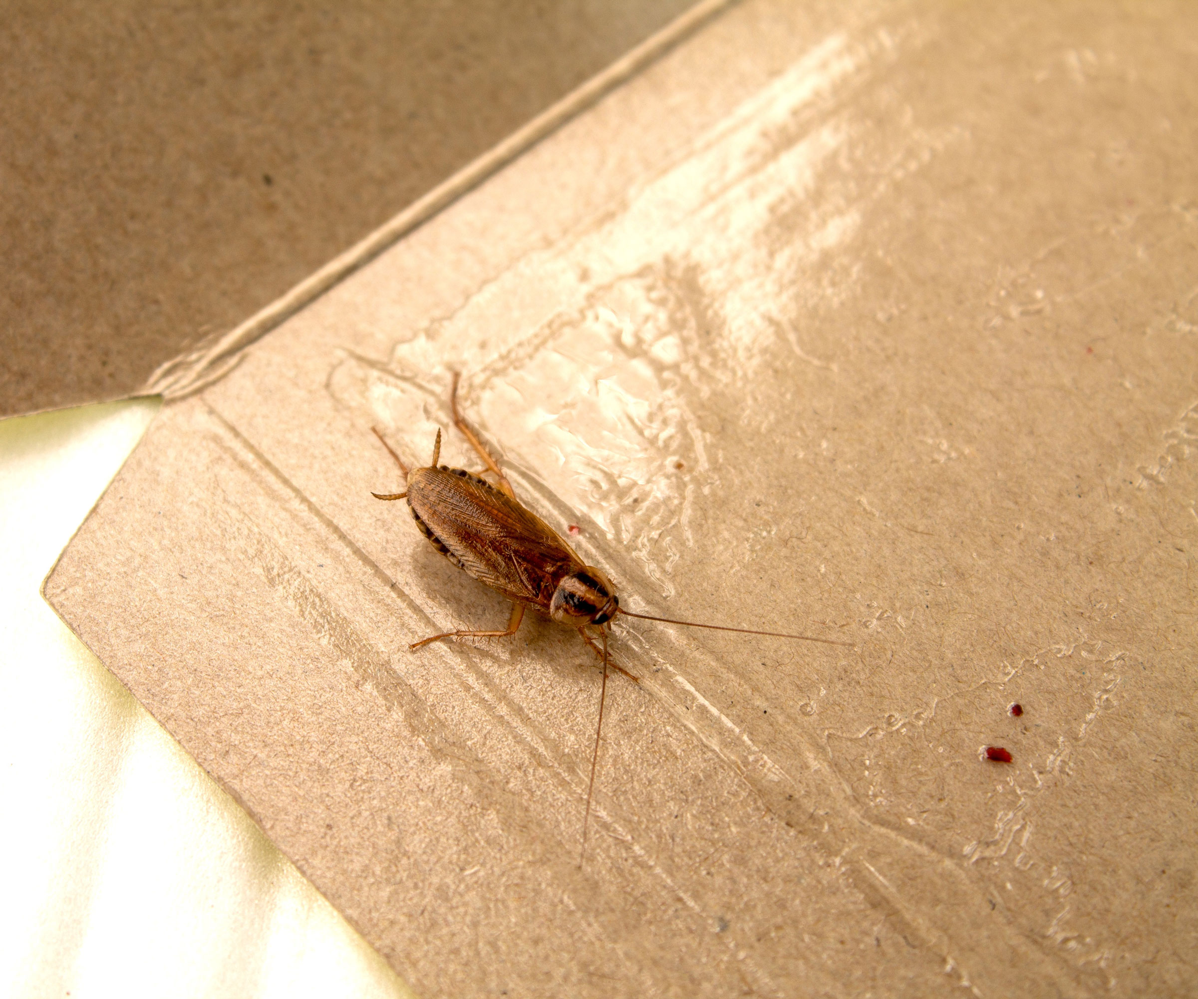 cockroach caught in sticky trap