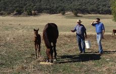 Jason-Webb-mare-foal.jpg
