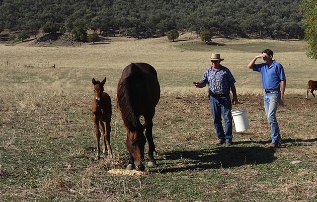 Jason-Webb-mare-foal.jpg