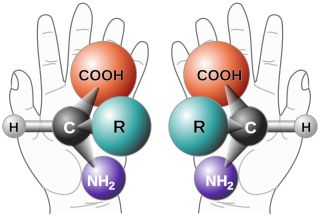 Here we see a left-handed and a right-handed amino acid. The chirality of all amino acids on Earth is left-handed.