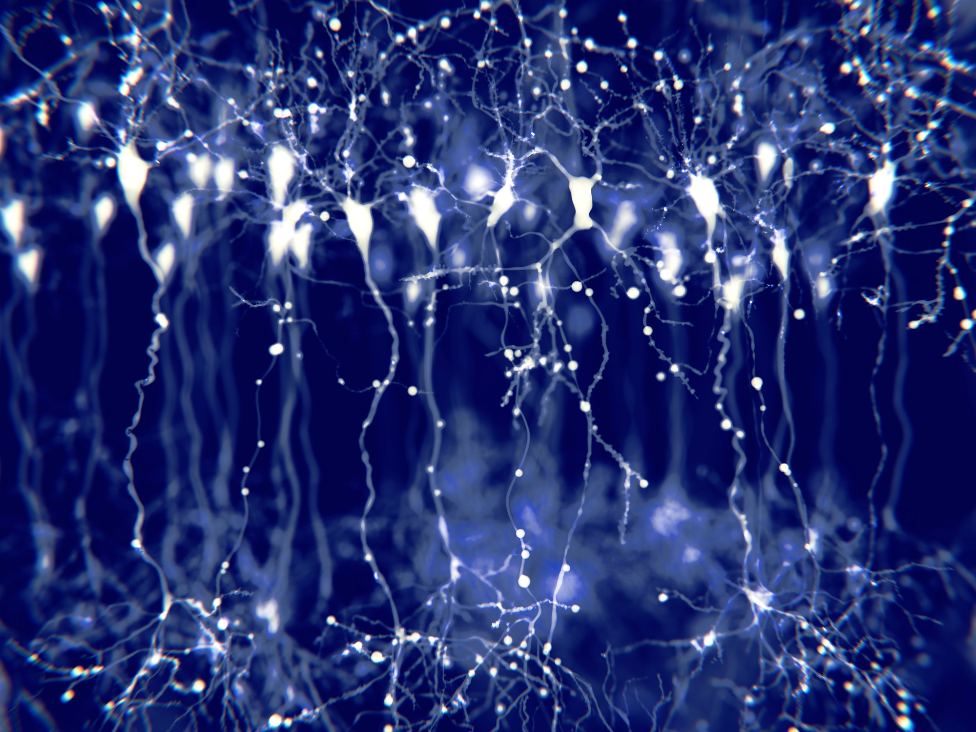 Pyramidal neurons in the cerebral cortex, illustration. Here, the illustration shows the synaptic signals highlighted using a microscopy fluorescence technique.