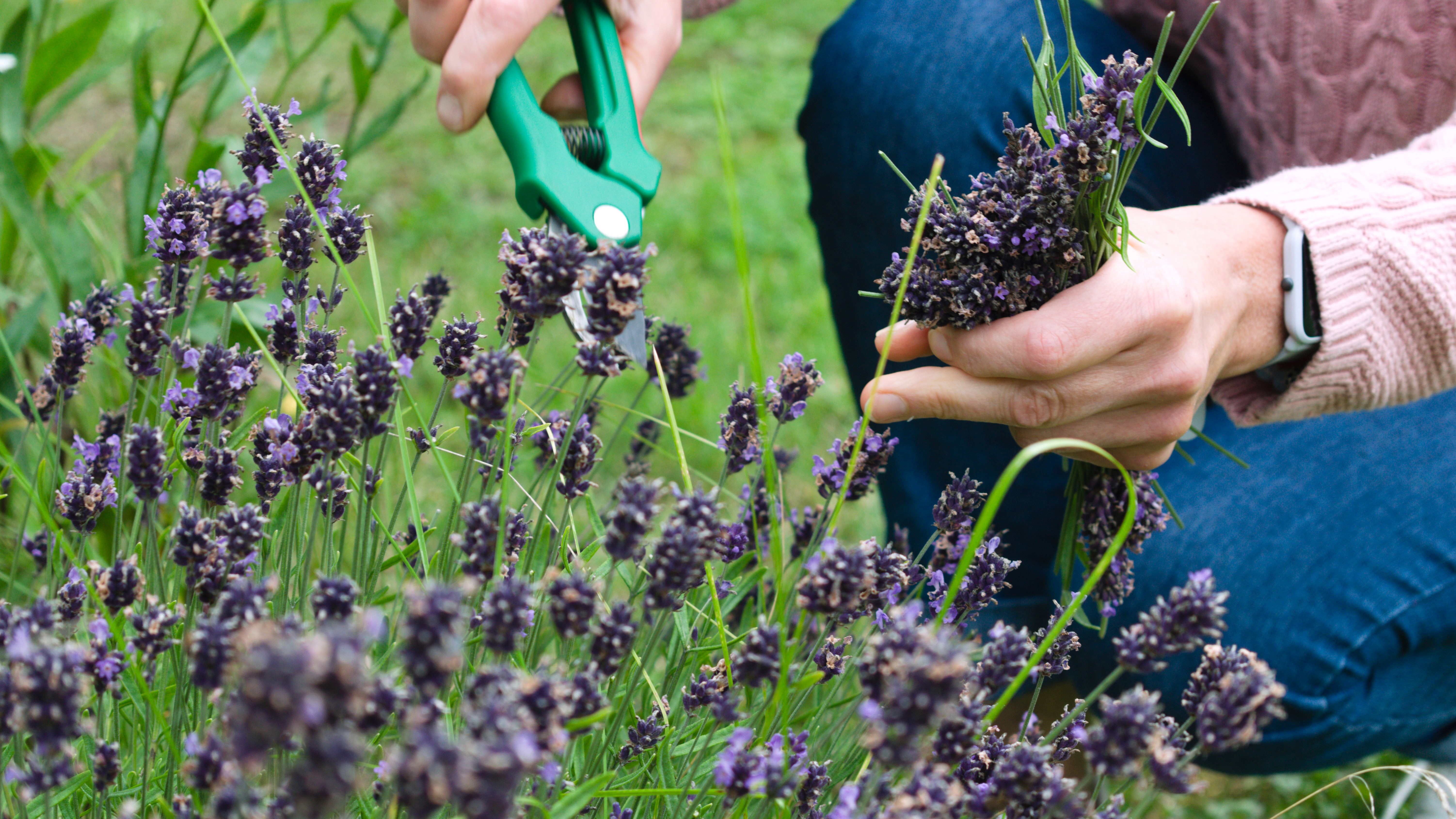 Best gardening gifts