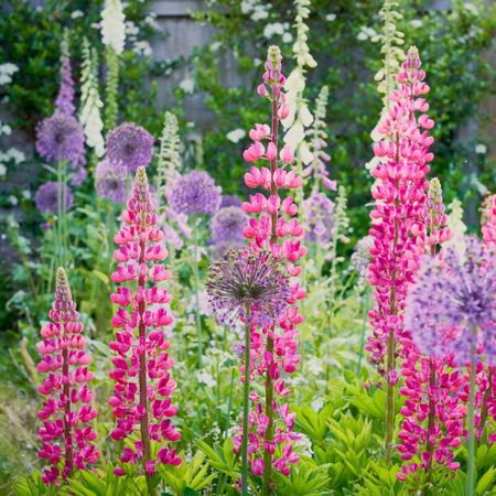 Lupines, foxgloves, and alliums